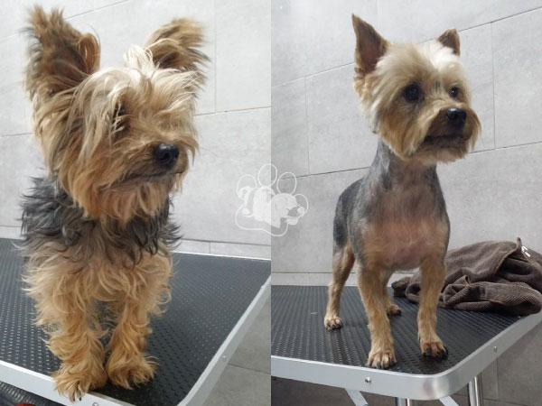 Peluquería Canina Saray Torrejón de Ardoz