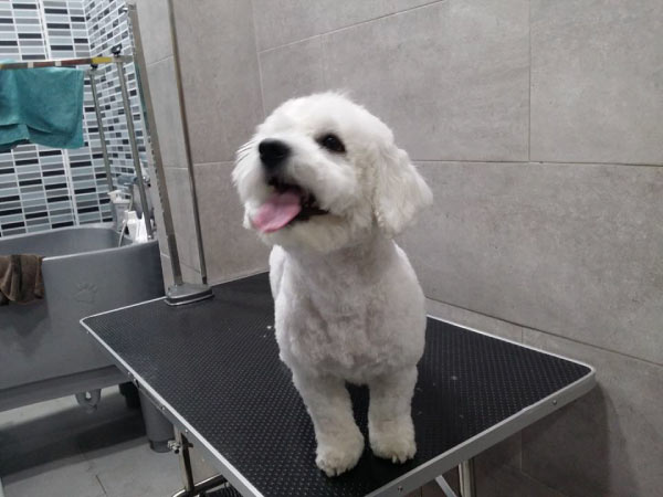 Peluquería Canina Saray Torrejón de Ardoz