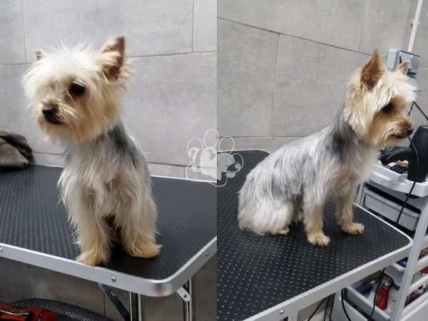 Peluquería Canina Saray Torrejón de Ardoz