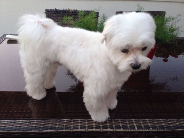 Peluquería Canina Saray Torrejón de Ardoz