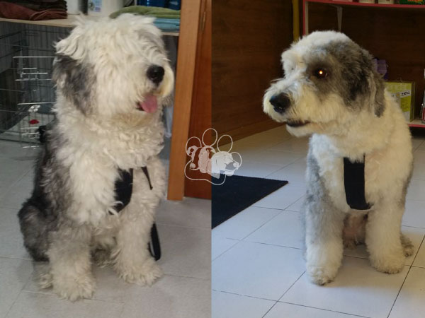 Peluquería Canina Saray Torrejón de Ardoz